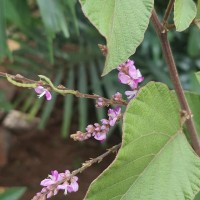 Polhillides velutina (Willd.) H.Ohashi & K.Ohashi